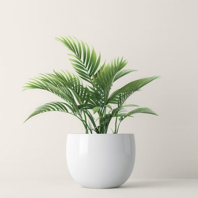 Пальма величественная - купить в Байраме