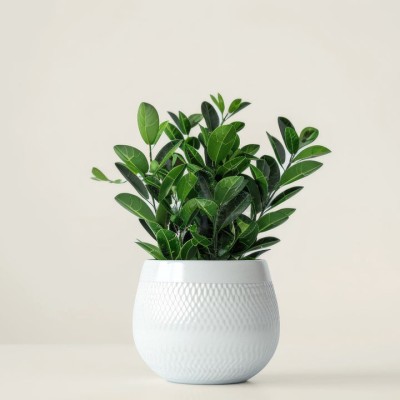 ZZ-растение - купить в Байраме